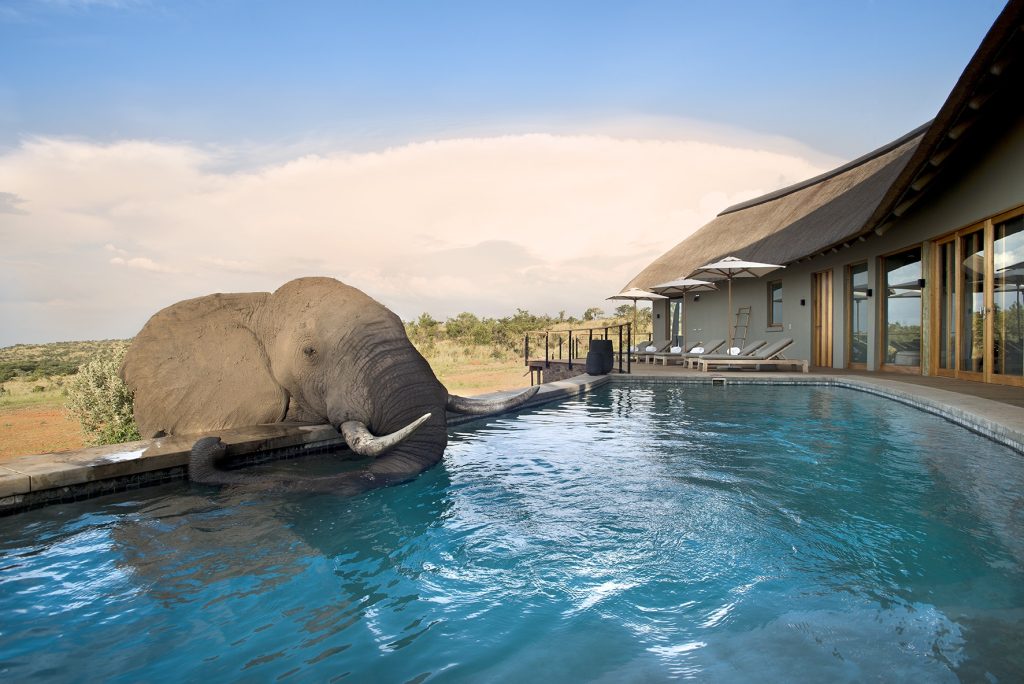 Mhondoro Safari Lodge saltwater pool in Welgevonden, South Africa