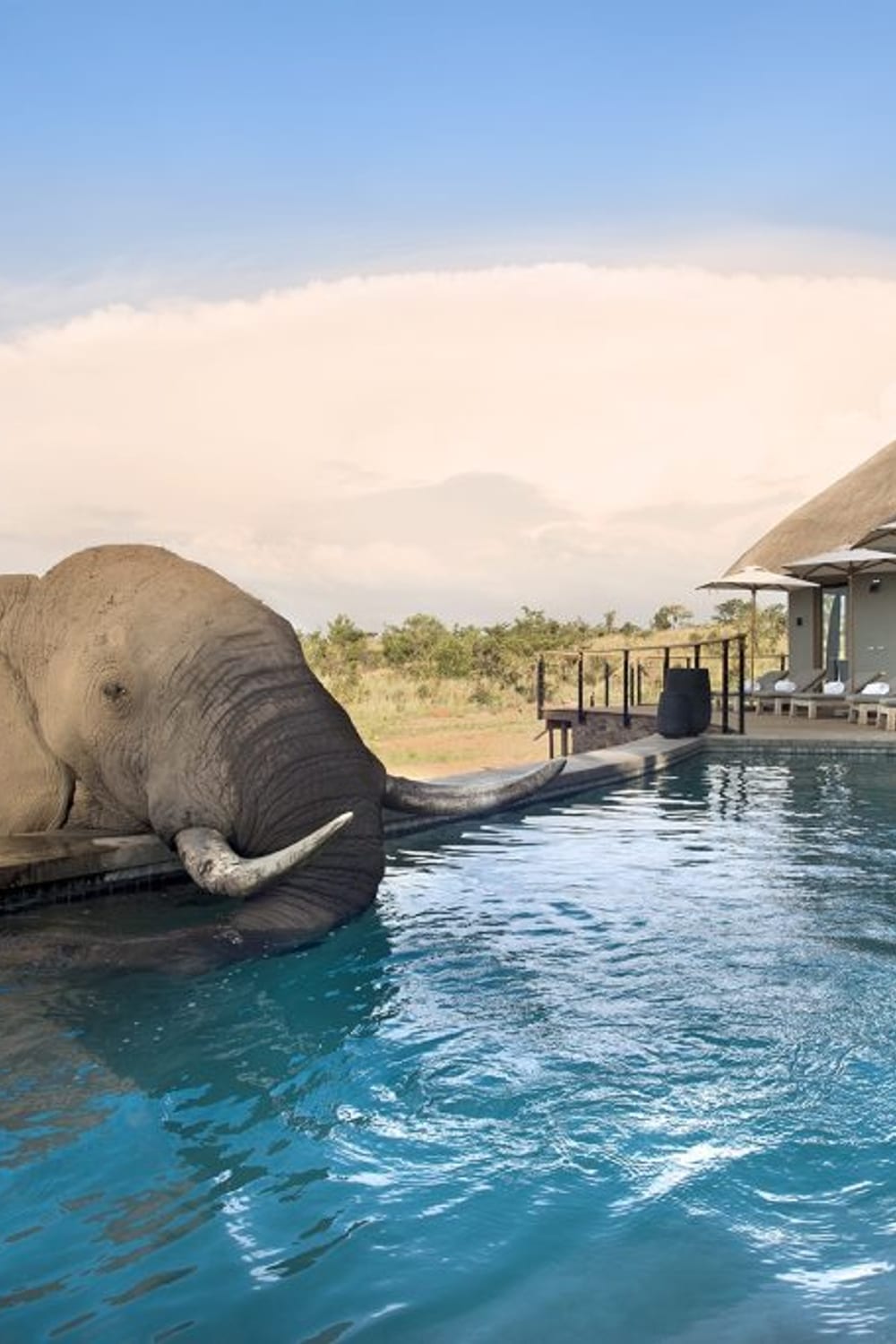 Mhondoro Safari Lodge, a saltwater pool in Welgevonden, South Africa